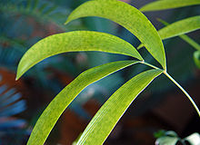 Zamia Roezlii 550 DSC 0158 - young plant leave.jpg