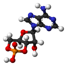 Cyclic-adenosine-monophosphate-3D-balls.png