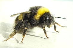 Bumblebee 2007-04-19.jpg