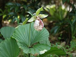  Cypripedium japonicum