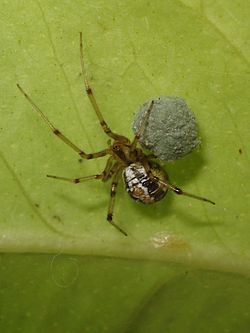  Phylloneta sisyphia