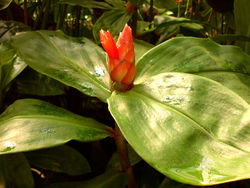  Costus scaber, jardin botanique de Göttingen