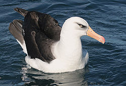  Albatros de l'île Campbell