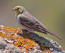  Emberiza cineracea mâle