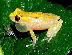  Dendropsophus decipiens