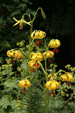 Lilium pyrenaicum