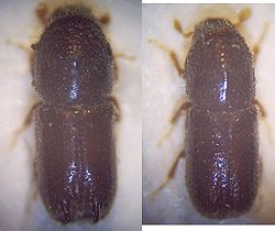 Pityogenes calcaratus (mâle et femelle)