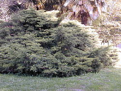  Juniperus horizontalis