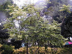  Castanospermum australe