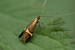 Nemophora degeerella