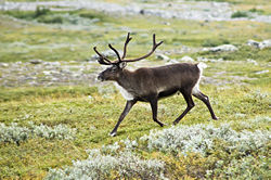  Un renne (ou caribou) dans son habitat naturel en Suède