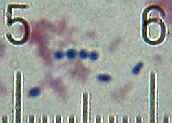  Streptococcus thermophilus