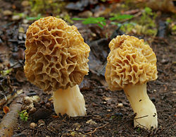 Morchella esculenta