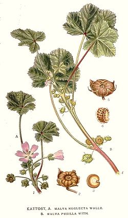  Malva pusilla (à droite) et Malva neglecta (à gauche)