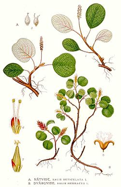  Salix reticulata