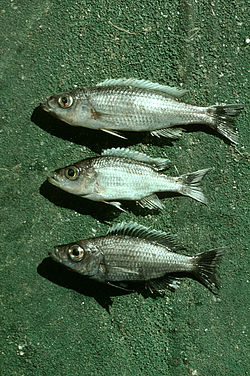  Diplotaxodon du lac MalawiDe haut en bas, males adultes deD. limnothrissa, D. apogon and D. macrops