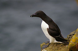 Pingouin torda (Alca torda)