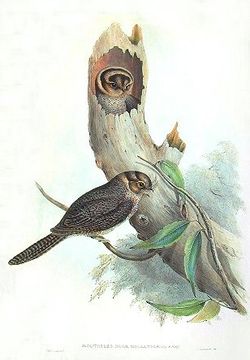 Egothèle d'Australie  (Aegotheles cristatus)