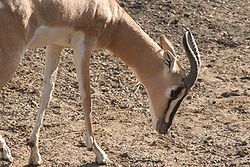  Gazella soemmerringii