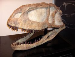  Crâne d'Abelisaurus comahuensis