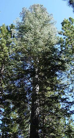 Abies concolor , Yosemite