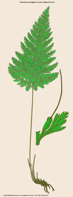 Abrodictyum elongatum (A.Cunn.) Ebihara & K.Iwats.