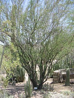  Acacia farnesiana