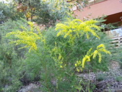  Acacia acinacea