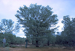 Le « vrai» mulga (Acacia aneura)