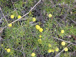  Acacia brownii