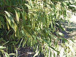  Acacia falcata