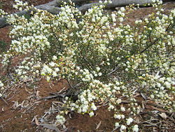  Acacia genistifolia