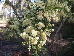  Acacia linifolia