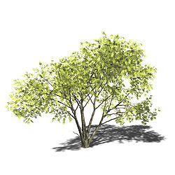  Représentation 3D de l’Acacia mellifera
