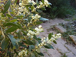  Acacia myrtifolia