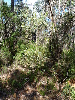  Acacia obtusifolia