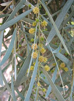  Fleur de Acacia pendula