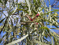  Acacia salicina