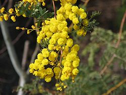  Acacia spectabilis