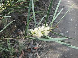  Acacia suaveolens