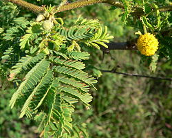  Acacia tortuosa