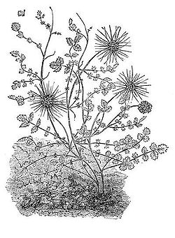  Acaena novae-zelandica