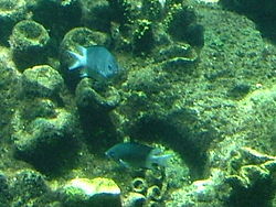  Acanthochromis polyacanthus