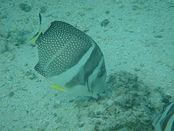  Acanthurus guttatus