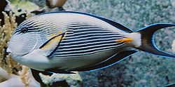  Acanthurus sohal