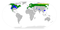 Répartition de l'Autour des palombes :     en jaune : aire de nidification     en vert : présent à l'année     en bleu : aire d'hivernage