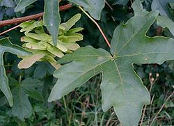  Érable champêtre (Acer campestre), feuilles et fleurs