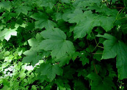  Feuillage d'Acer pseudoplatanus