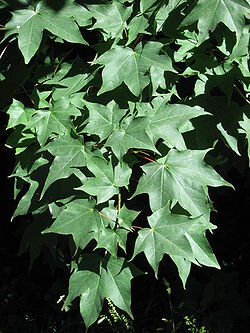  Acer cappadocicum