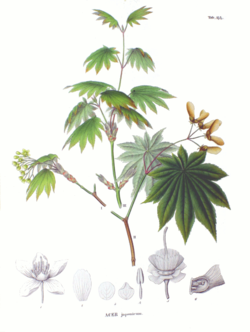  Acer japonicum au jardin des serres d'Auteuil